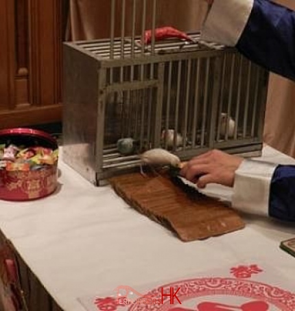 A bird is picking a card for the guest and give it to the bird fortune telling master at a Hong Kong CNY function 